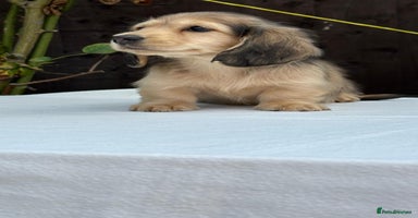 Miniature Dachshund dogs - Advert 3
