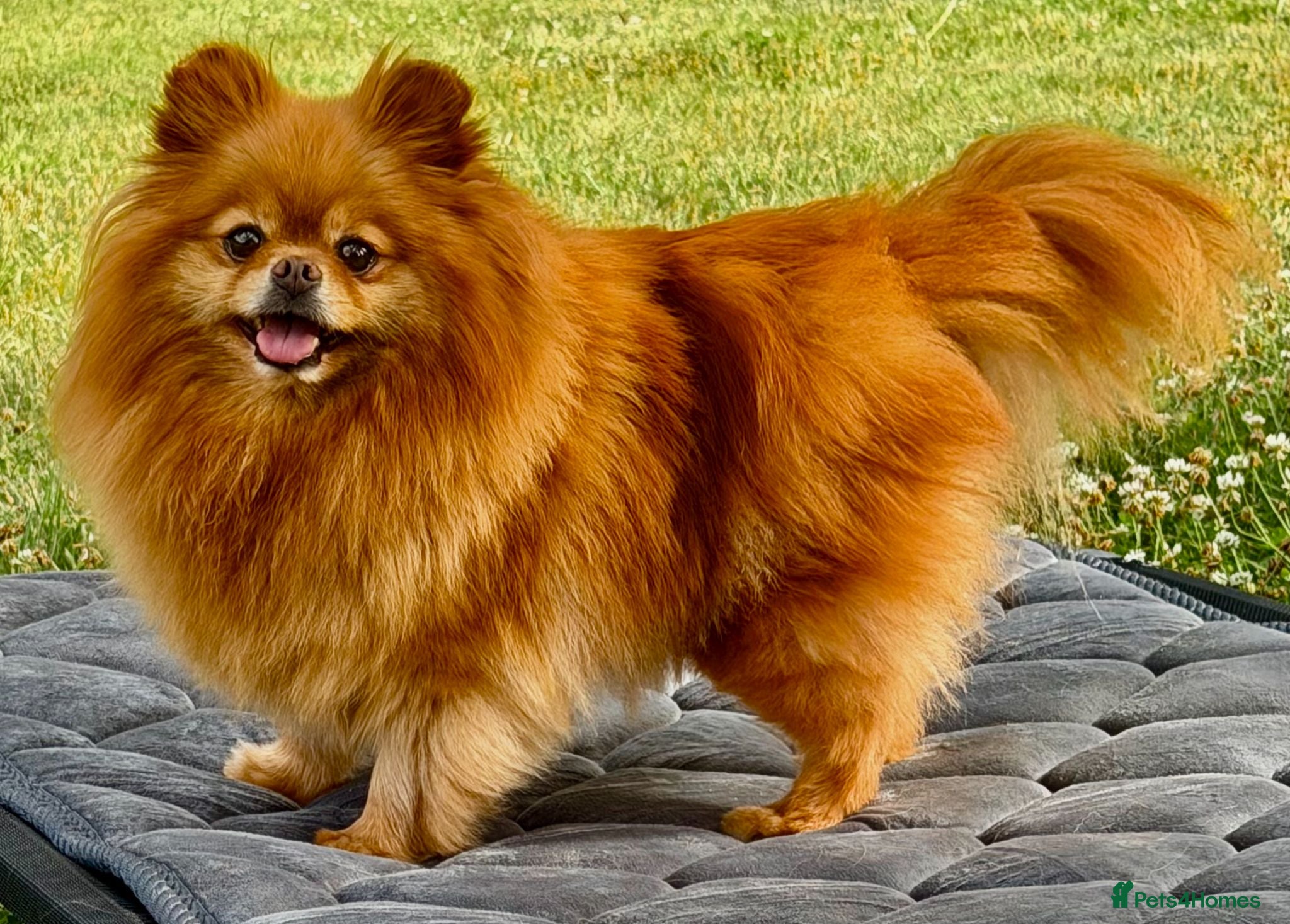 Pomeranian dogs Juliet – Female Pomeranian (Young Rescue) - Advert 1
