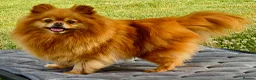 Pomeranian dogs for adoption: Juliet – Female Pomeranian (Young Rescue) - Advert 1