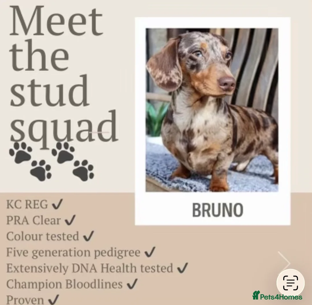 Dachshund dogs for sale: Dachshund Puppies   - Advert 5