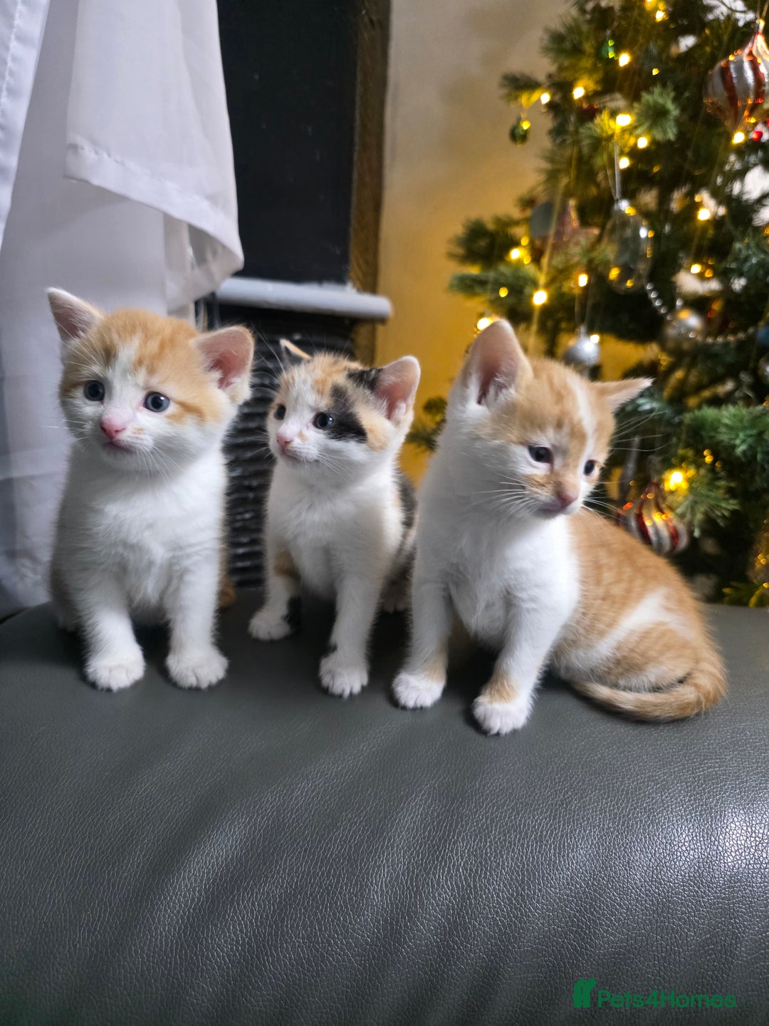 Mixed Breed cats for sale: Beautifull Kittens ready to go  - Advert 19
