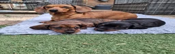 Dachshund dogs for sale: Karen in Swindon - Advert 9