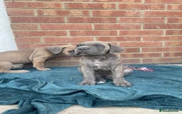 Cane Corso dogs for sale: Cane Corso puppies 9 week old 🫶❤️🫶 - Image 40
