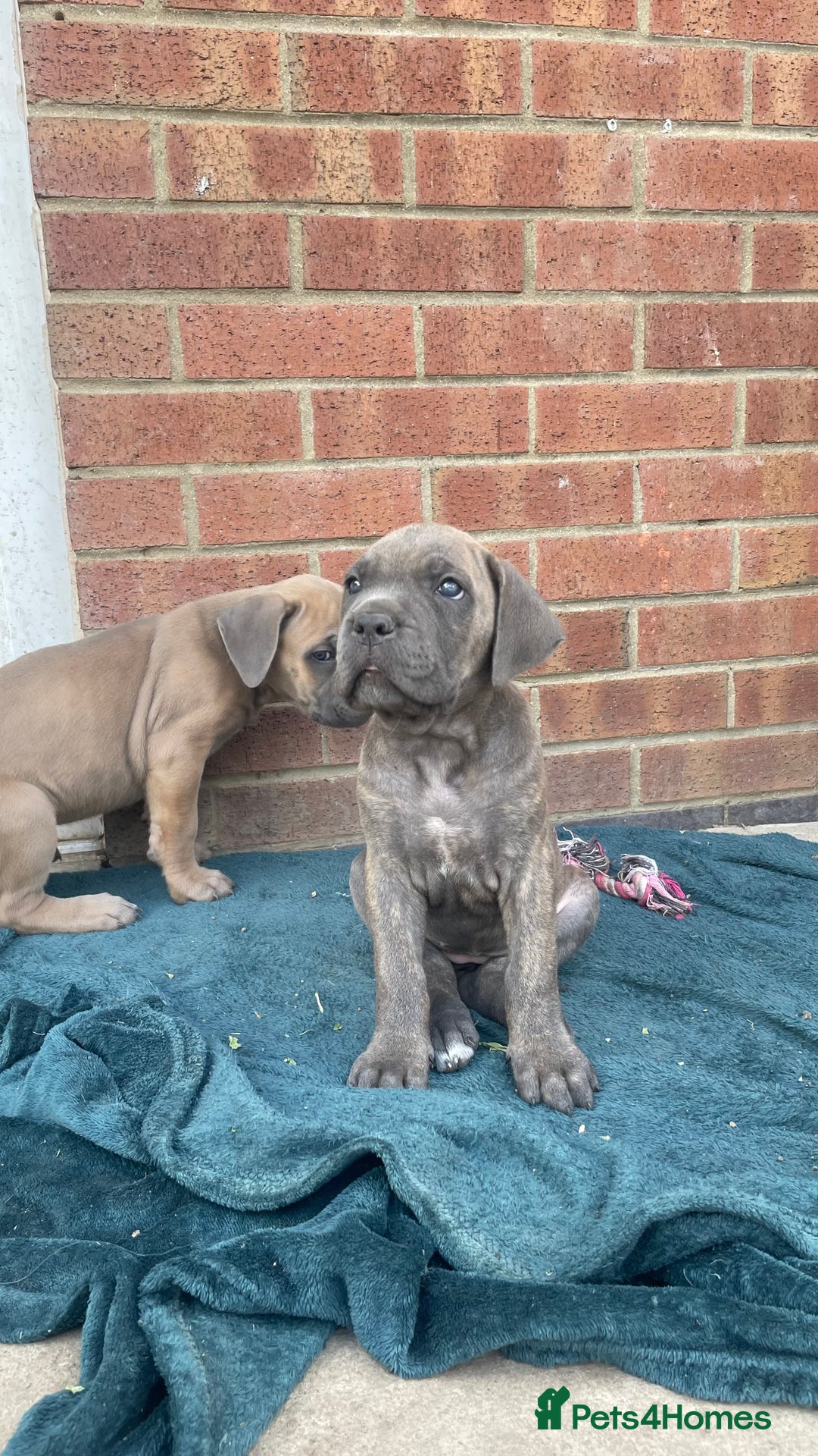 Cane Corso dogs for sale: Cane Corso puppies 9 week old 🫶❤️🫶 - Image 40