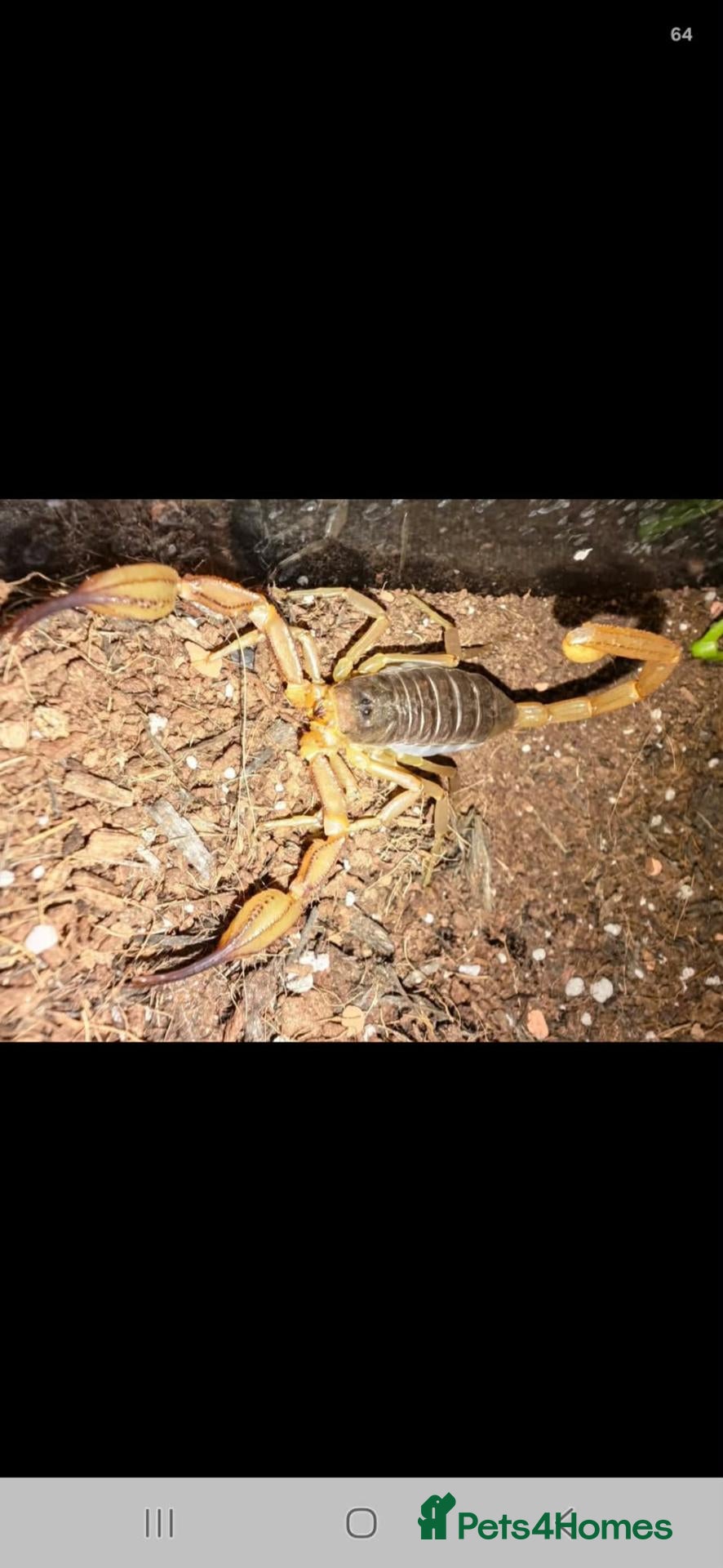 Scorpions invertebrates 2 female scorpions  - Advert 10