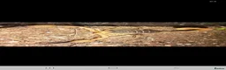 Scorpions invertebrates for sale: 2 female scorpions  - Advert 1