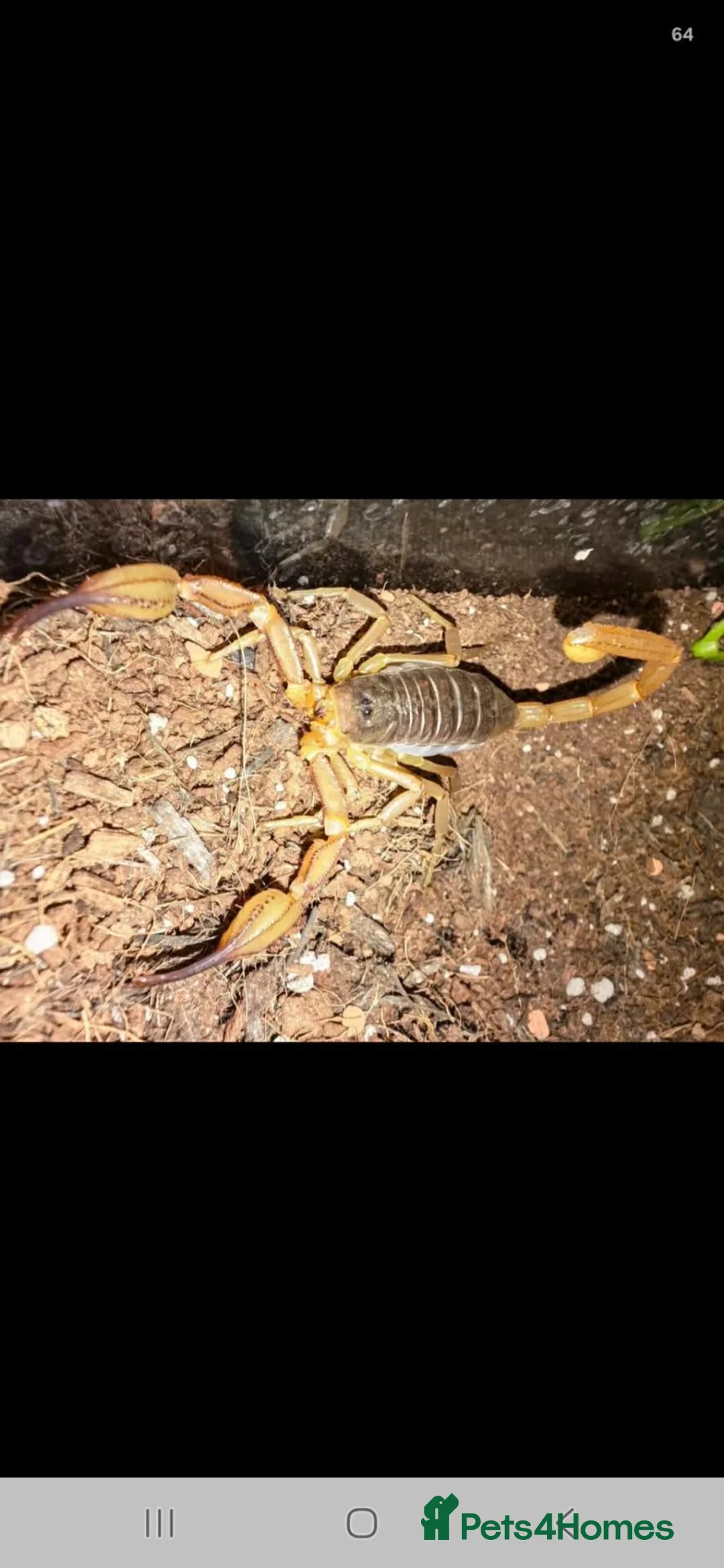 Scorpions invertebrates for sale: 2 female scorpions  - Advert 1