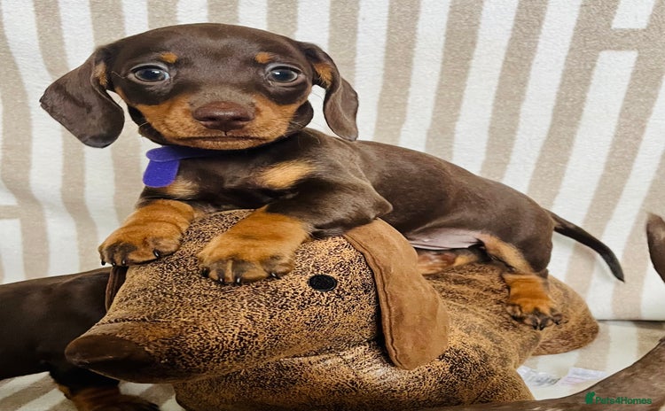 Miniature Dachshund dogs - Advert 3