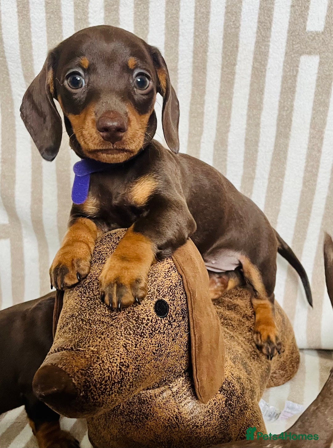 Miniature Dachshund dogs for sale: Miniature dachshunds READY for forever home 🐶🤎 - Image 16
