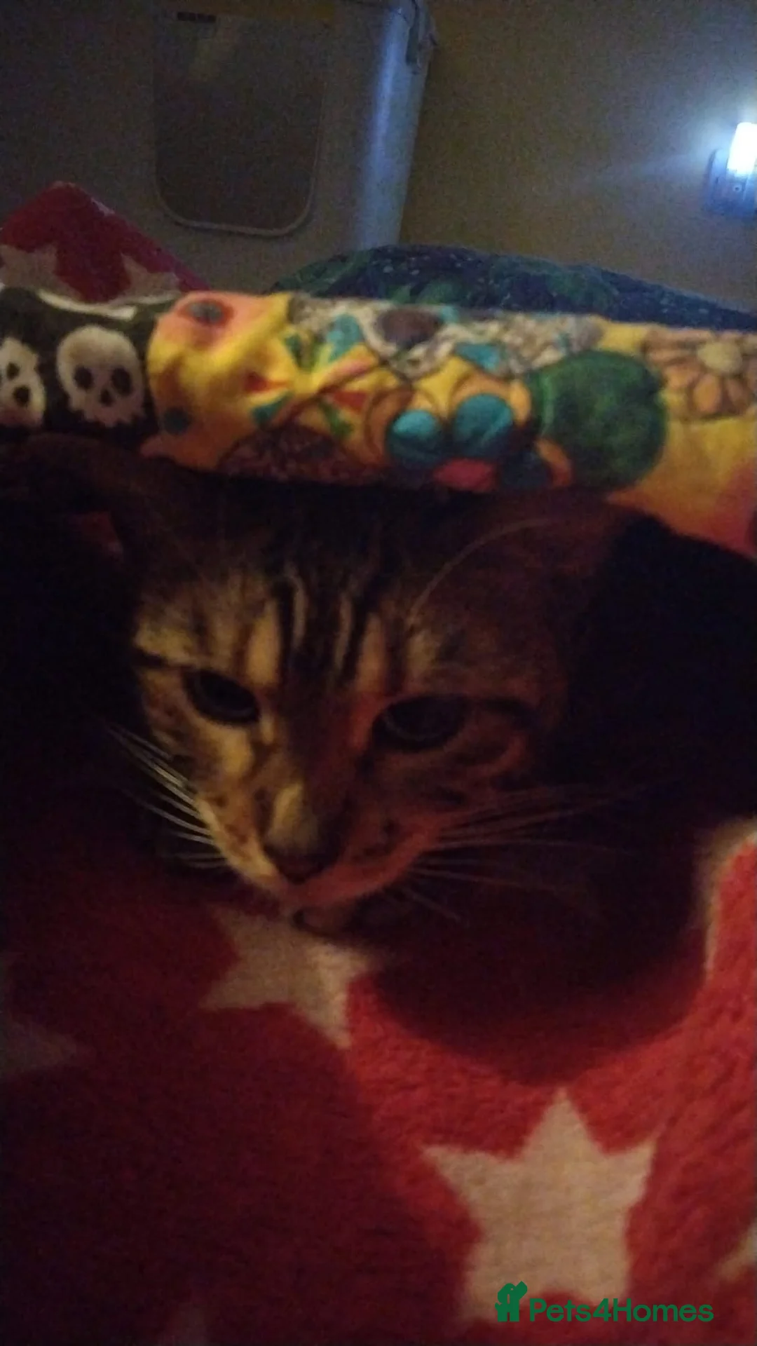 Bengal cats for sale: Gccf Bengal Retired Queen - Advert 2