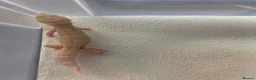 Leopard Gecko reptiles for sale: Albino leopard geckos cb26 - Advert 4
