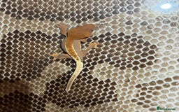 Gecko reptiles for sale: Crested gecko Hatchlings +Lineage  - Advert 4