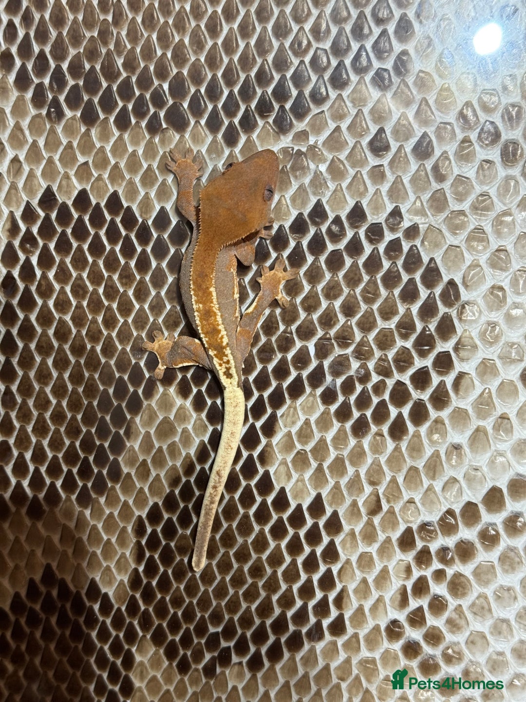 Gecko reptiles for sale: Crested gecko Hatchlings +Lineage  - Advert 4