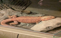 Bearded Dragon reptiles for sale: Bearded Dragon - Advert 1