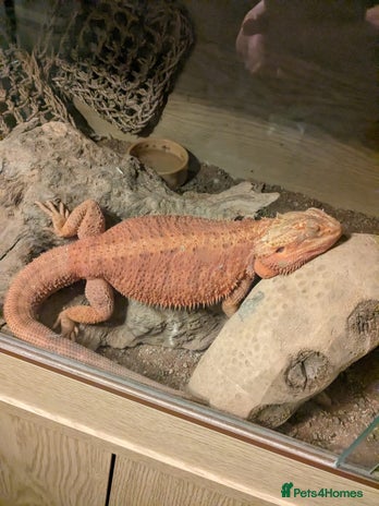 Bearded Dragon reptiles Bearded Dragon - Advert 1