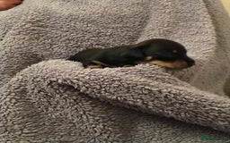 Miniature Dachshund dogs for sale: Miniature dachshund puppies - Image 18