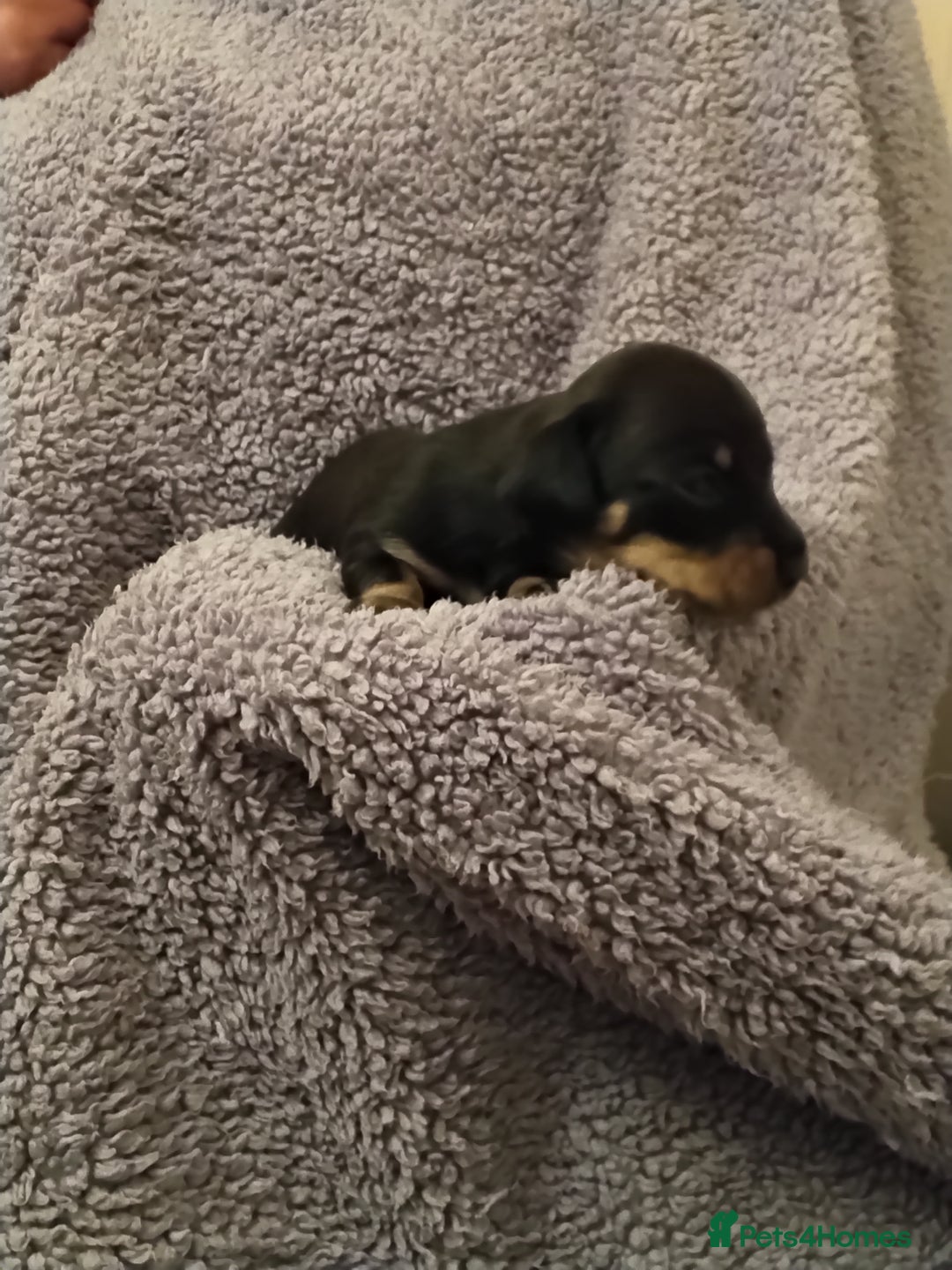 Miniature Dachshund dogs for sale: Miniature dachshund puppies - Image 18