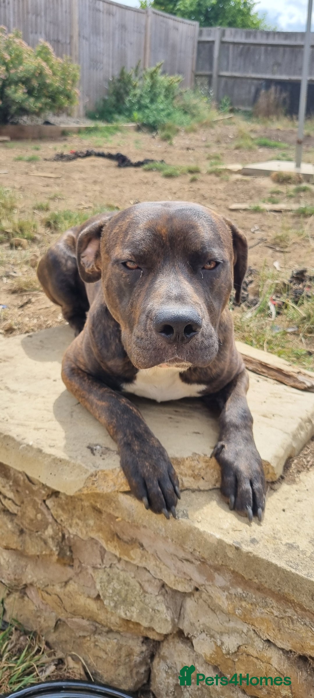 Mixed Breed dogs for sale: 2 lovely boys need a loving forever home - Image 3