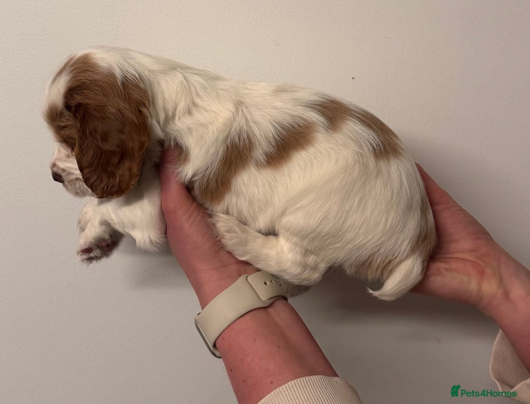 Sprocker dogs for sale: Sprocker spaniel puppies  - Advert 3