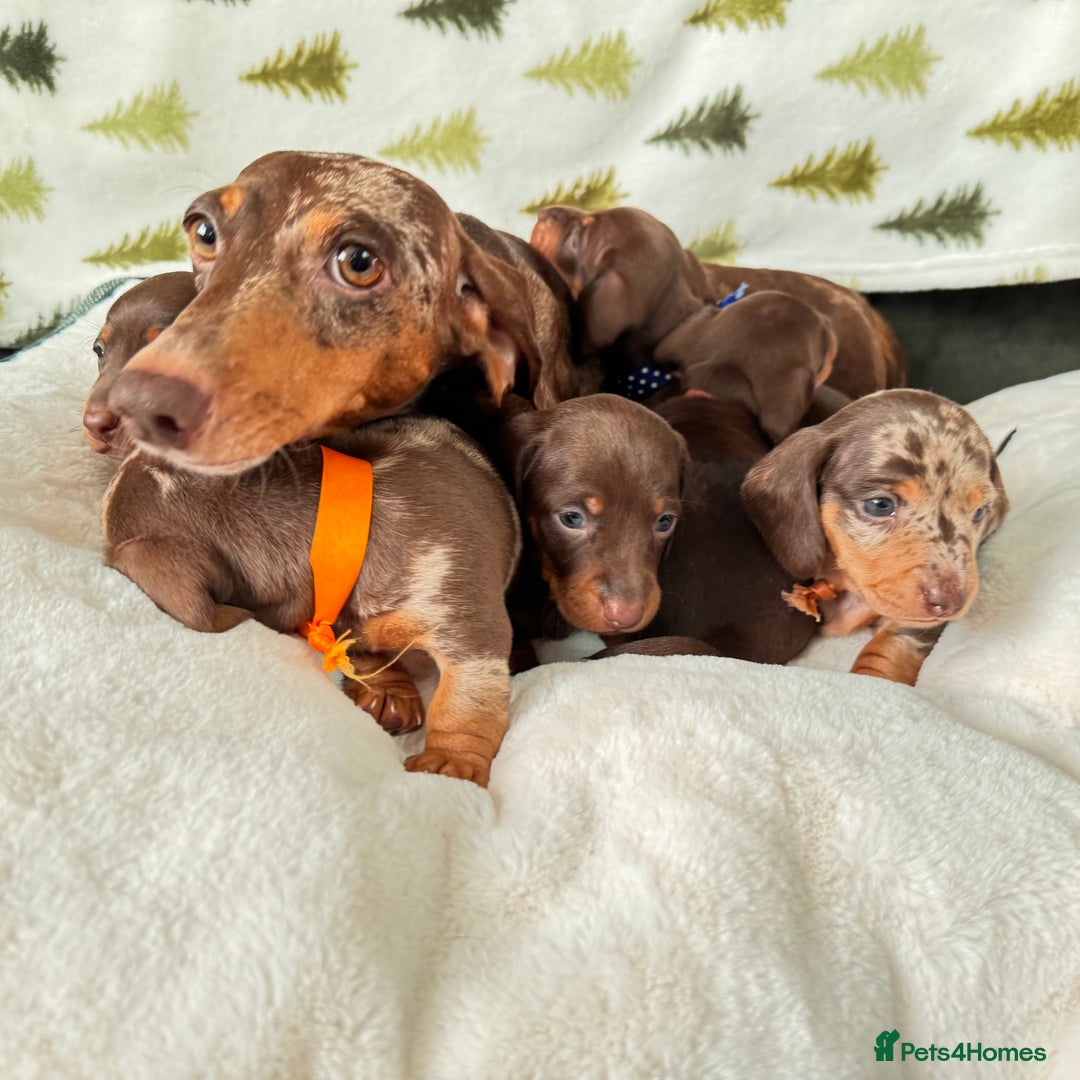 Miniature Dachshund dogs for sale: 6 KC registered miniature dachshund pupps  - Advert 16