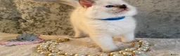 Ragdoll cats for sale: Stunning 🌟 Ragdoll Kittens 🌟  - Advert 16