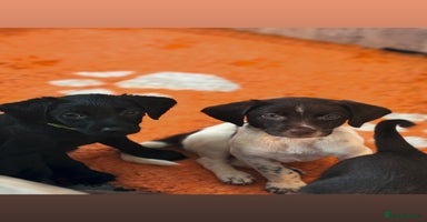 Mixed Breed dogs - Advert 12