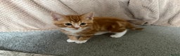 Mixed Breed cats for sale: Last of the litter ginger and white boy  - Advert 2