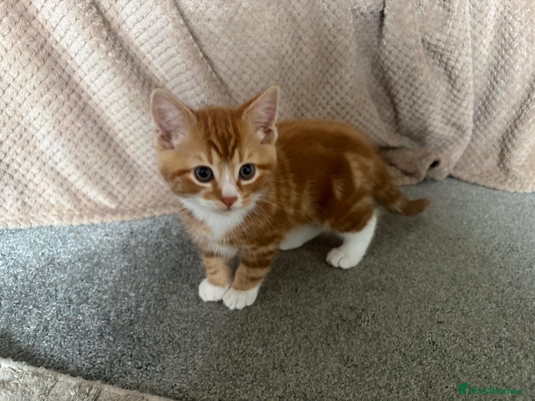 Mixed Breed cats for sale: Last of the litter ginger and white boy  - Advert 2
