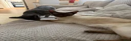 Siamese cats for sale: Meet ghost  - Advert 8