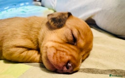 Mixed Breed dogs for sale: Beautiful Dachshunds for sale  - Image 19