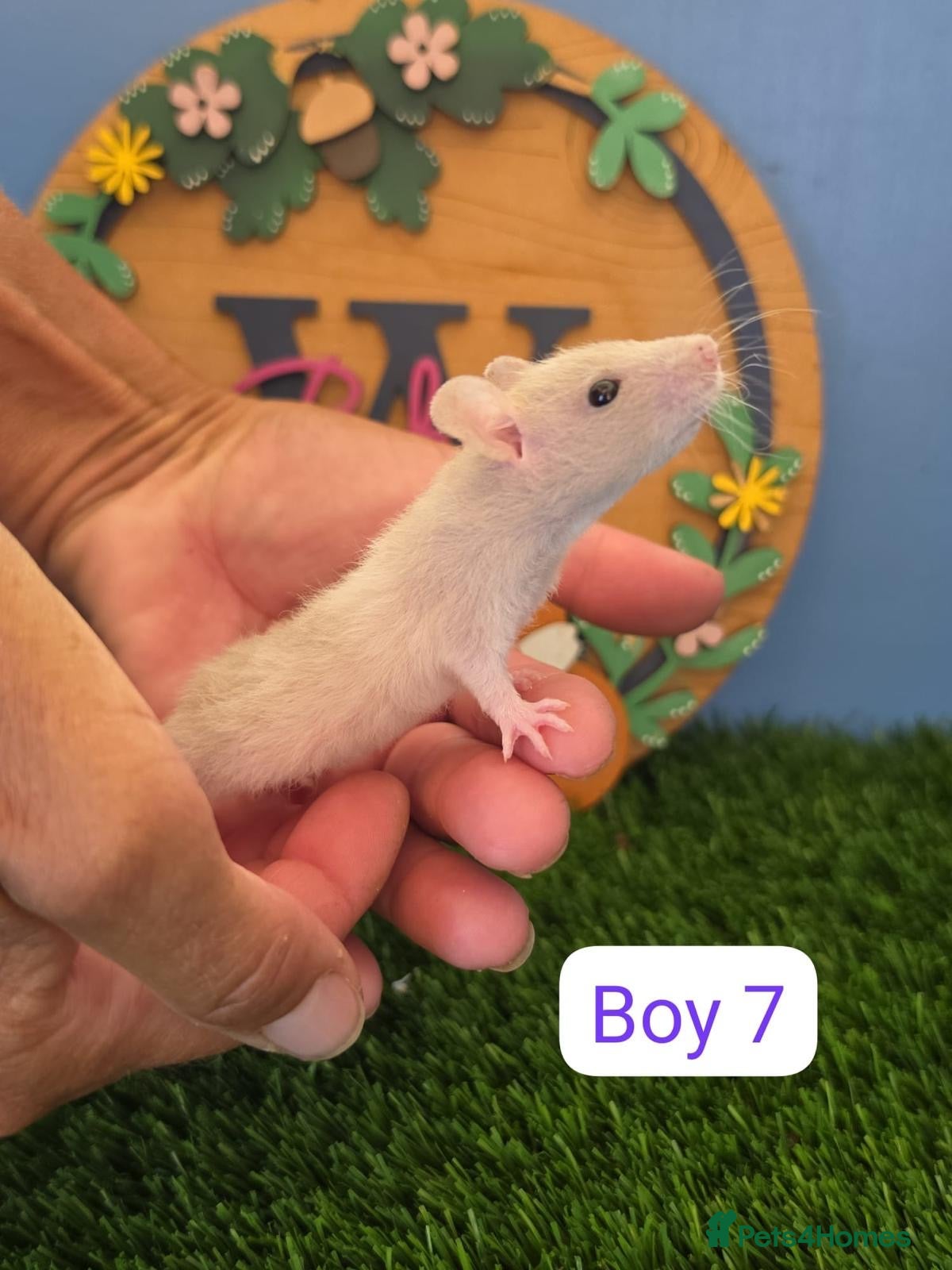 Rat rodents Dwarf Baby Rats Male Boys Friendly  - Advert 1