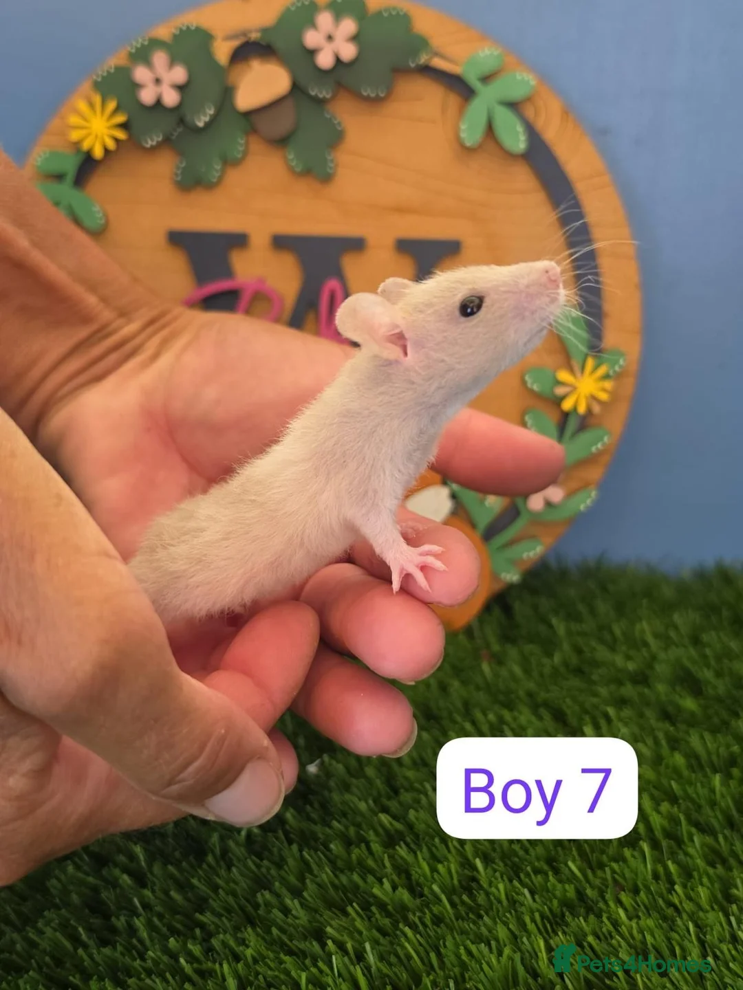 Rat rodents for sale: Dwarf Baby Rats Male Boys Friendly  - Advert 1