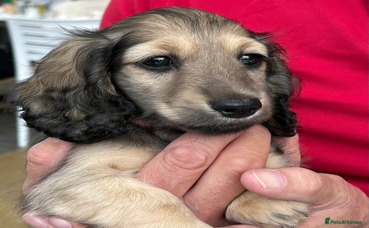 Miniature Dachshund dogs - Advert 11