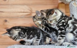 Bengal cats for sale: Adorable Half Bengal Kittens - Image 17