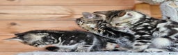Bengal cats for sale: Adorable Half Bengal Kittens - Advert 18