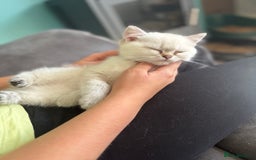 British Shorthair cats for sale: Beautiful GCCF kittens from champion lines  - Image 35