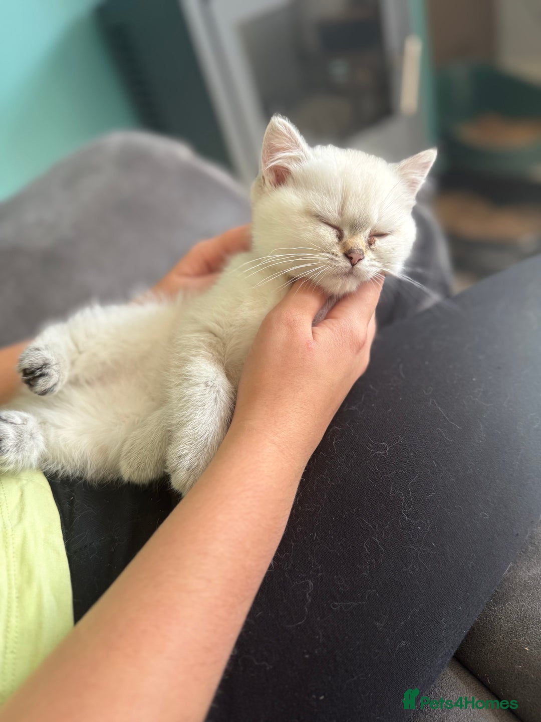 British Shorthair cats for sale: Beautiful GCCF kittens from champion lines  - Image 35