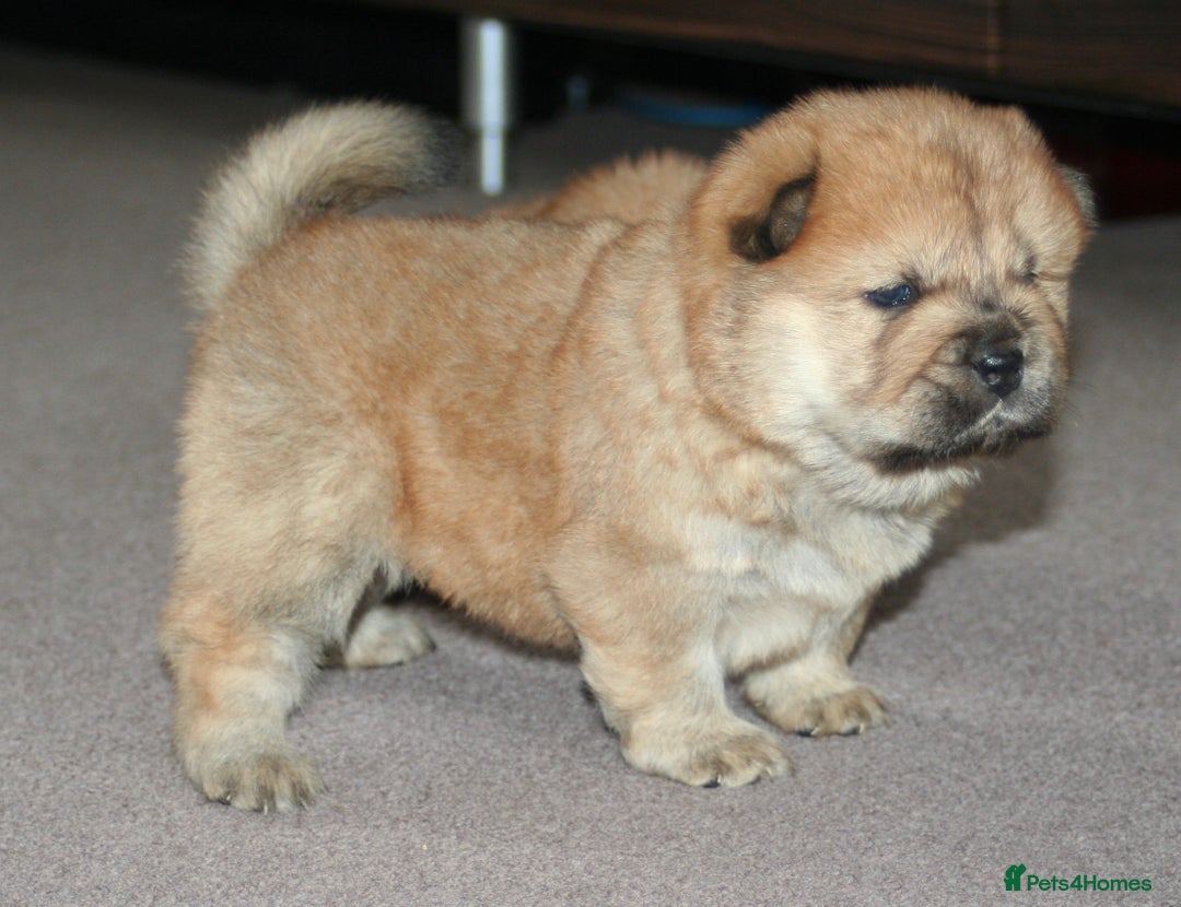 Chow Chow dogs for sale: Chow chow puppies ready to go 20th jan - Advert 20