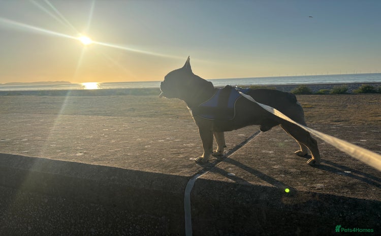 French Bulldog dogs - Advert 4