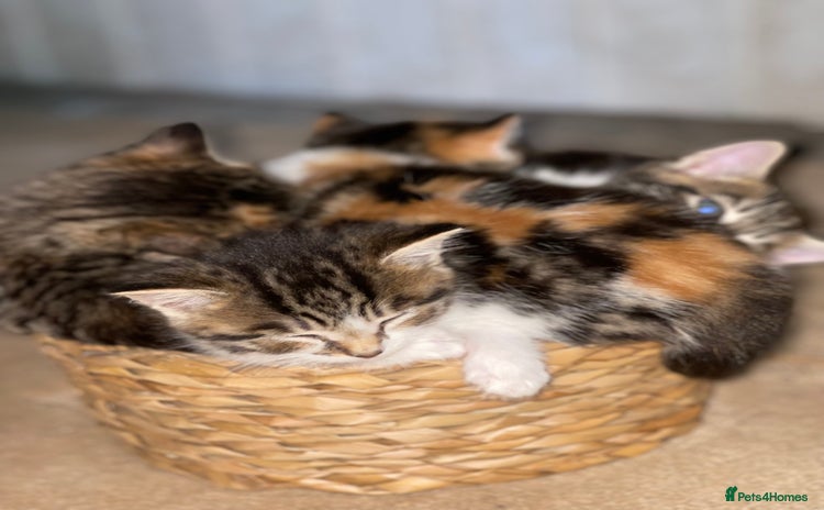RagaMuffin cats - Advert 1