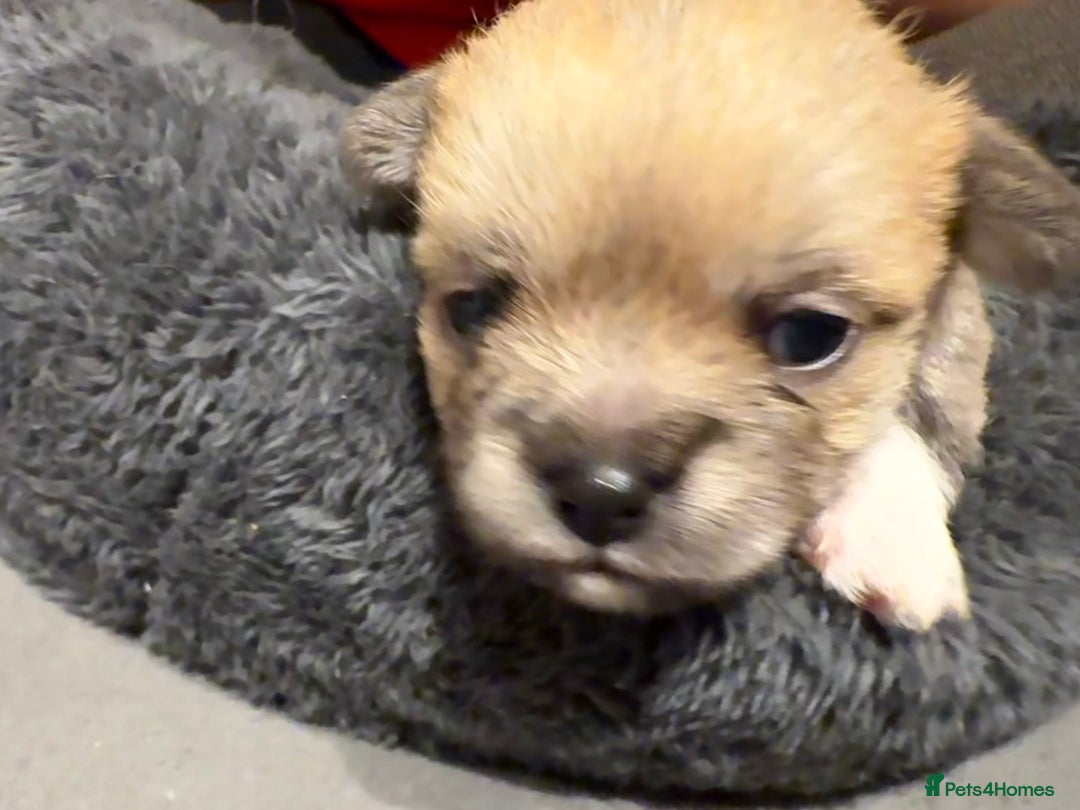 Mixed Breed dogs for sale: Malchi Puppies Looking for Their Forever Homes  - Image 8