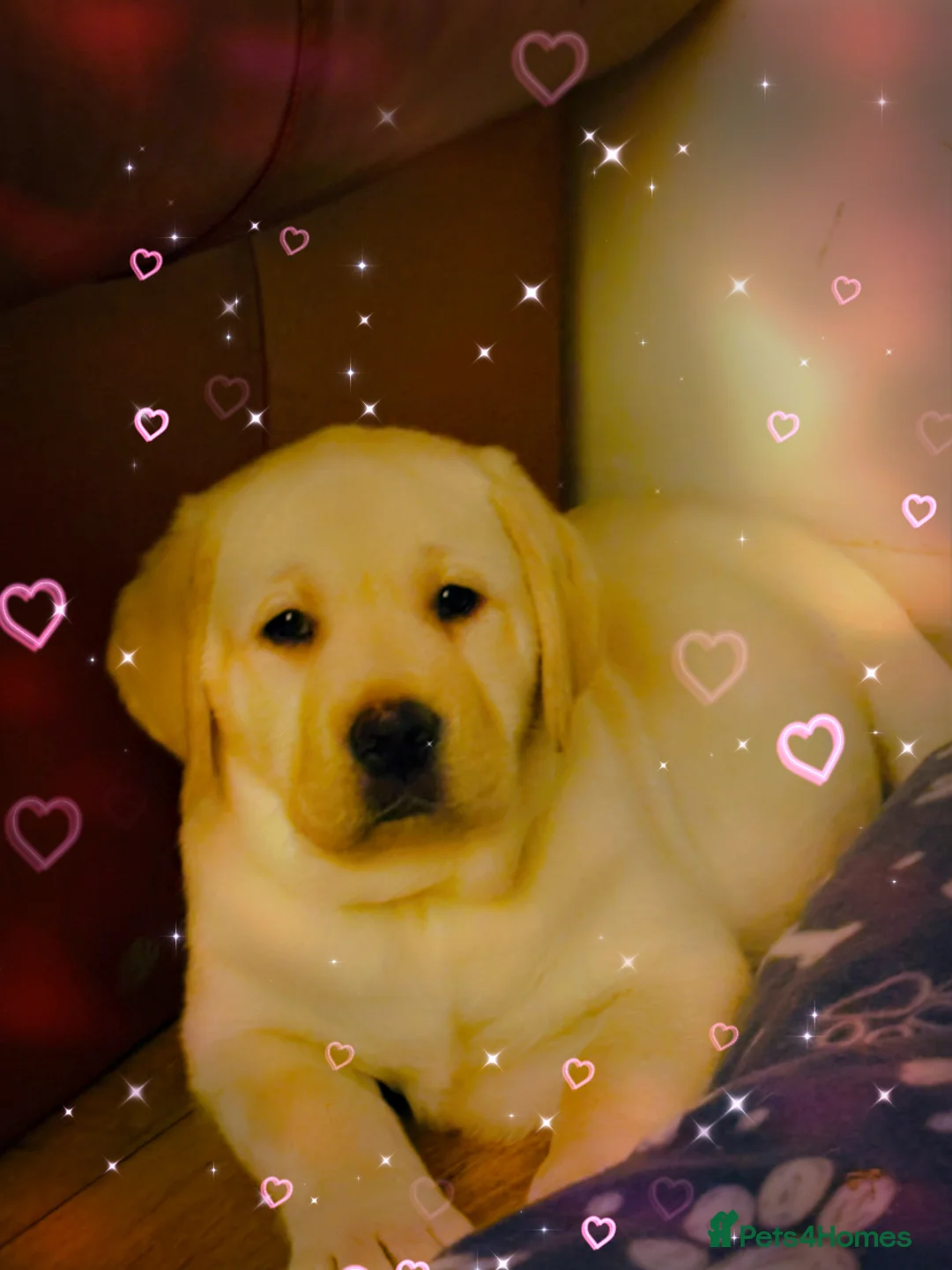 Labrador Retriever dogs for sale: Beautiful quality litter  - Advert 2