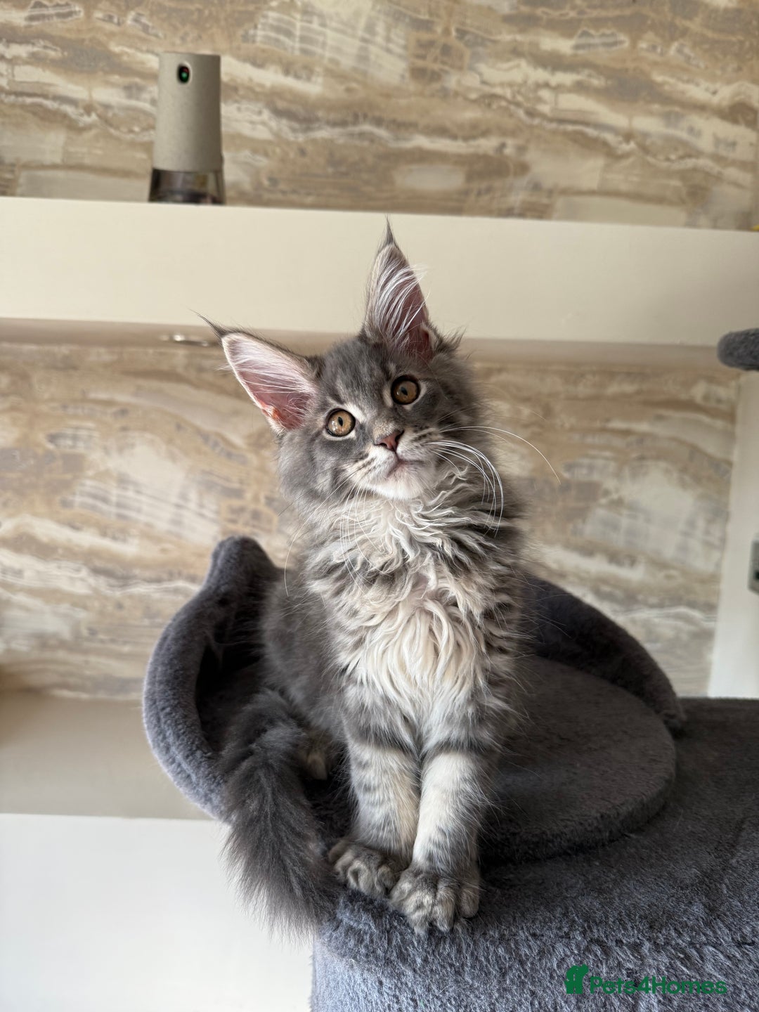 Maine Coon cats for sale: XL Russian Cubs 🇷🇺❤️ - Image 11