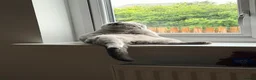 British Shorthair cats for stud: ✨ BSH Blue Carrier of Cinnamon and Fawn 🐾👑 - Advert 3