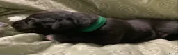 Great Dane dogs for sale: Great Dane puppies for sale - Advert 23