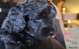 Sproodle dogs for sale: Sproodle puppies - Image 7