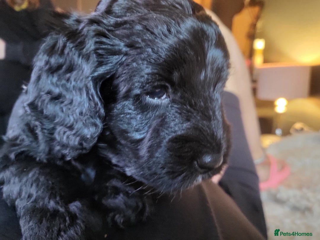 Sproodle dogs for sale: Sproodle puppies - Image 7