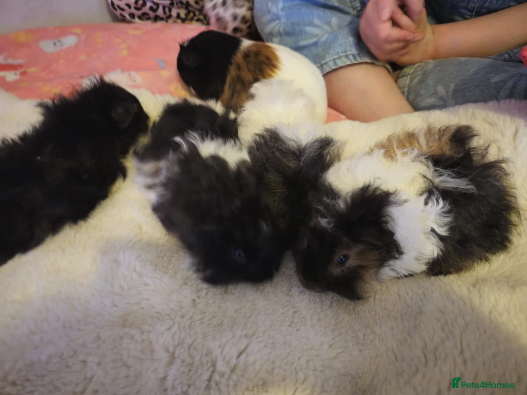 Guinea Pig rodents for sale: Adorable female guinea pig babies  in Nottingham - Advert 5