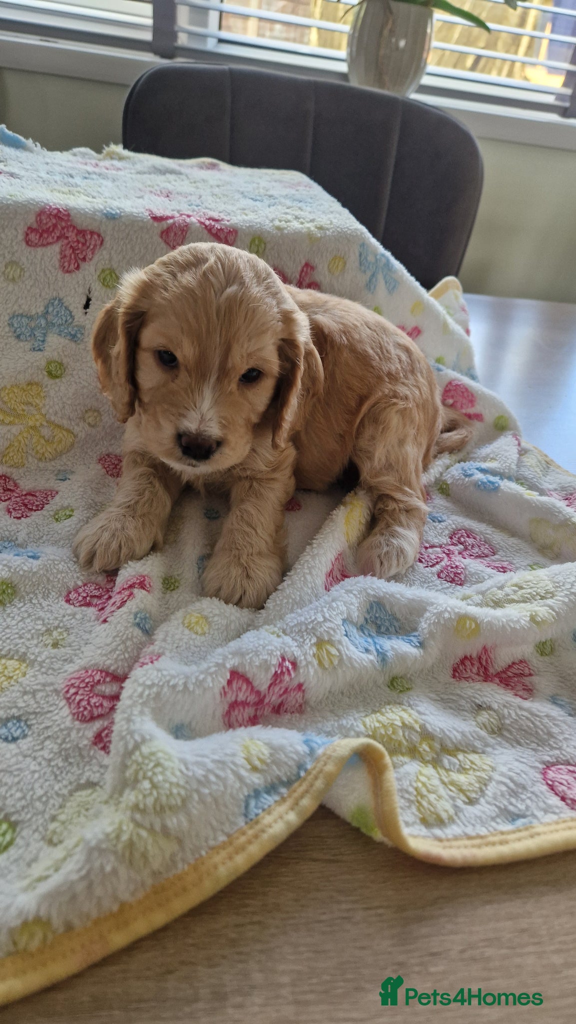 Cockapoo dogs for sale: Last beautiful boy left Gorgeous Golden Cockerpoo - Advert 20