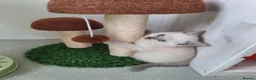 British Shorthair cats for sale: 🥳 BSH kitten, Colour point boy left 😺💕, London  - Advert 8